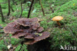 Houtboleet (Pulveroboletus lignicola)