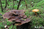 Houtboleet (Pulveroboletus lignicola)