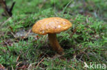 Houtboleet (Pulveroboletus lignicola)