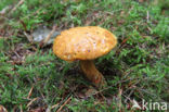 Pulveroboletus lignicola