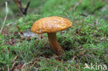 Pulveroboletus lignicola