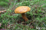 Houtboleet (Pulveroboletus lignicola)