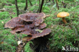 Houtboleet (Pulveroboletus lignicola)