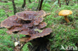 Houtboleet (Pulveroboletus lignicola)