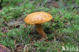 Pulveroboletus lignicola