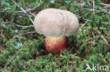 Pronksteelboleet (Boletus calopus)