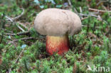 Pronksteelboleet (Boletus calopus)