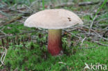 Pronksteelboleet (Boletus calopus)