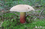 Pronksteelboleet (Boletus calopus)