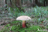 Pronksteelboleet (Boletus calopus)