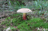 Pronksteelboleet (Boletus calopus)