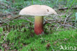 Pronksteelboleet (Boletus calopus)