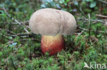 Pronksteelboleet (Boletus calopus)