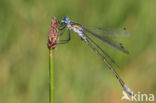 Scarce Emerald Damselfly (Lestes dryas)