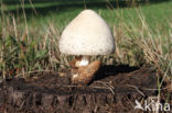 Zijdeachtige beurszwam (Volvariella bombycina)