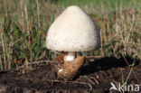 Zijdeachtige beurszwam (Volvariella bombycina)