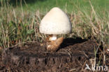 Zijdeachtige beurszwam (Volvariella bombycina)