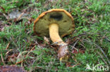 Pulveroboletus lignicola