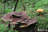 Houtboleet (Pulveroboletus lignicola)