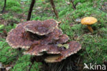 Pulveroboletus lignicola