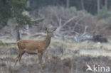 Edelhert (Cervus elaphus)