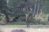 Edelhert (Cervus elaphus)