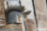 Red Squirrel (Sciurus vulgaris)