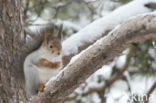 Red Squirrel (Sciurus vulgaris)