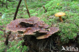 Pulveroboletus lignicola