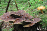 Houtboleet (Pulveroboletus lignicola)