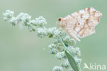 Klaverblaadje sp. (Macaria notata / alternata)