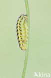 Five-Spot Burnet (Zygaena trifolii)