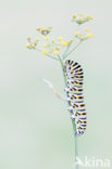 Koninginnepage (Papilio machaon)