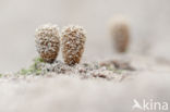 fluted Bird s Nest (Cyathus striatus)