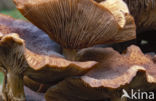 Sombere honingzwam (Armillaria ostoyae)
