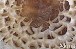 Parasol (Macrolepiota procera)