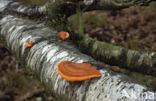 Cinnabar Bracket (Pycnoporus cinnabarinus)