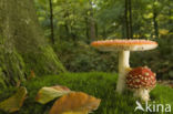 Fly agaric (Amanita muscaria)