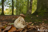 King Bolete (Boletus edulis)