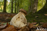 Gewoon eekhoorntjesbrood (Boletus edulis)