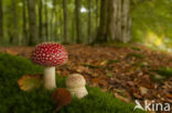 Fly agaric (Amanita muscaria)