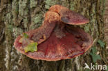 Biefstukzwam (Fistulina hepatica)