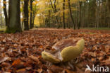 Gewoon eekhoorntjesbrood (Boletus edulis)