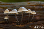 Bundelmycena (Mycena arcangeliana)