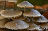 Bundelmycena (Mycena arcangeliana)