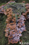 Sombere honingzwam (Armillaria ostoyae)