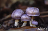 Webcap (Cortinarius croceocoeruleus)