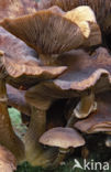 Sombere honingzwam (Armillaria ostoyae)