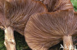 Sombere honingzwam (Armillaria ostoyae)