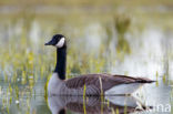 Canada Goose (Branta canadensis)